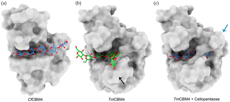 https://cdn.ncbi.nlm.nih.gov/pmc/blobs/d468/8949617/7068f9bd2f87/ijms-23-03156-g004.jpg