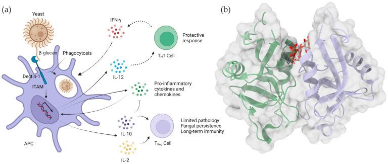https://cdn.ncbi.nlm.nih.gov/pmc/blobs/d468/8949617/e8b641f67635/ijms-23-03156-g005.jpg