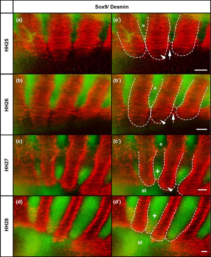 https://cdn.ncbi.nlm.nih.gov/pmc/blobs/d46c/9358761/055022769707/JOA-241-831-g009.jpg