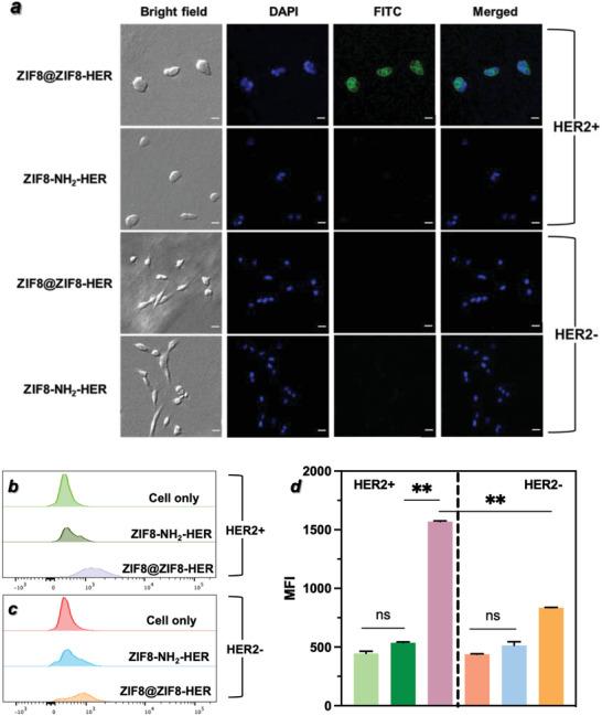 https://cdn.ncbi.nlm.nih.gov/pmc/blobs/d46d/10037962/7499cfcf68a6/ADVS-10-2206546-g003.jpg