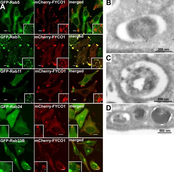 https://cdn.ncbi.nlm.nih.gov/pmc/blobs/d46e/2812517/640774029a6f/JCB_200907015_RGB_Fig4.jpg
