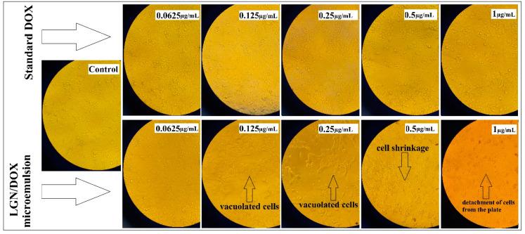 https://cdn.ncbi.nlm.nih.gov/pmc/blobs/d470/7926373/1e2ce398a020/polymers-13-00641-g005.jpg