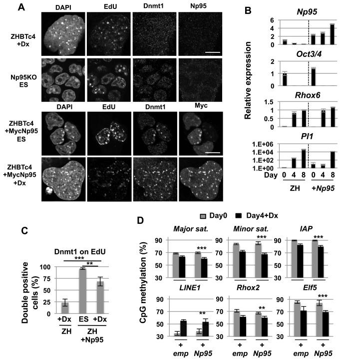 https://cdn.ncbi.nlm.nih.gov/pmc/blobs/d471/3692478/ecabed904bd7/pone.0068846.g005.jpg