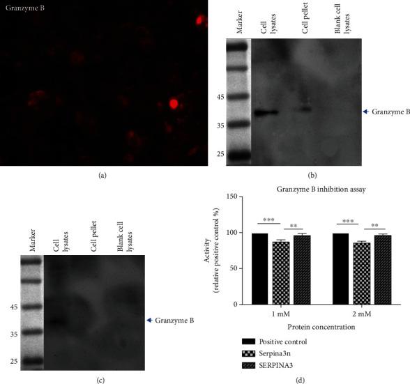 https://cdn.ncbi.nlm.nih.gov/pmc/blobs/d472/9168188/2ac9cd369196/BMRI2022-1557010.003.jpg