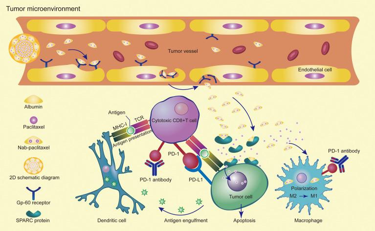 https://cdn.ncbi.nlm.nih.gov/pmc/blobs/d473/9198424/512792875a24/fonc-12-924149-g003.jpg
