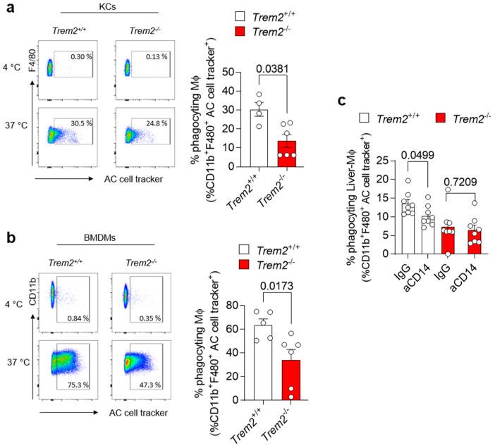 https://cdn.ncbi.nlm.nih.gov/pmc/blobs/d477/9913311/751a0dbf02d2/cells-12-00341-g003.jpg