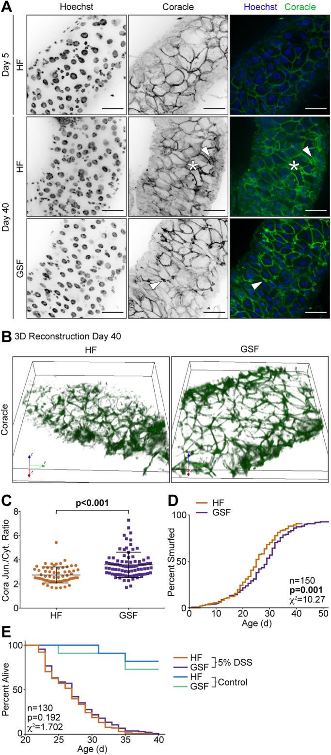 https://cdn.ncbi.nlm.nih.gov/pmc/blobs/d47a/7969588/219916064ee8/biolopen-10-056515-g6.jpg