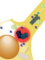 https://cdn.ncbi.nlm.nih.gov/pmc/blobs/d47c/12092100/1150b0516d4d/rsob.240317.fg001.jpg