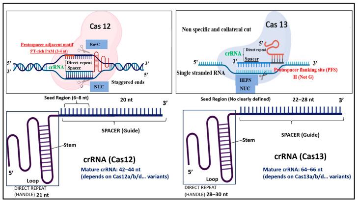 https://cdn.ncbi.nlm.nih.gov/pmc/blobs/d47e/12190998/98982c76d5e8/biosensors-15-00379-g011.jpg
