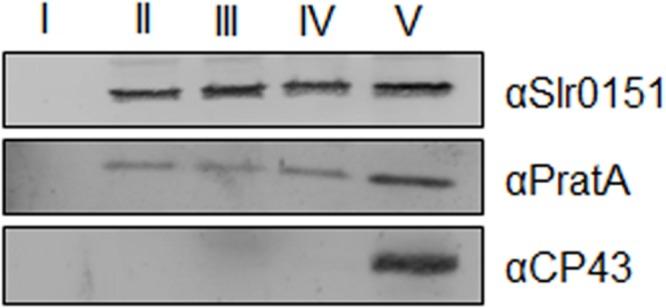 https://cdn.ncbi.nlm.nih.gov/pmc/blobs/d483/4853703/025ae0a423c5/fpls-07-00605-g003.jpg