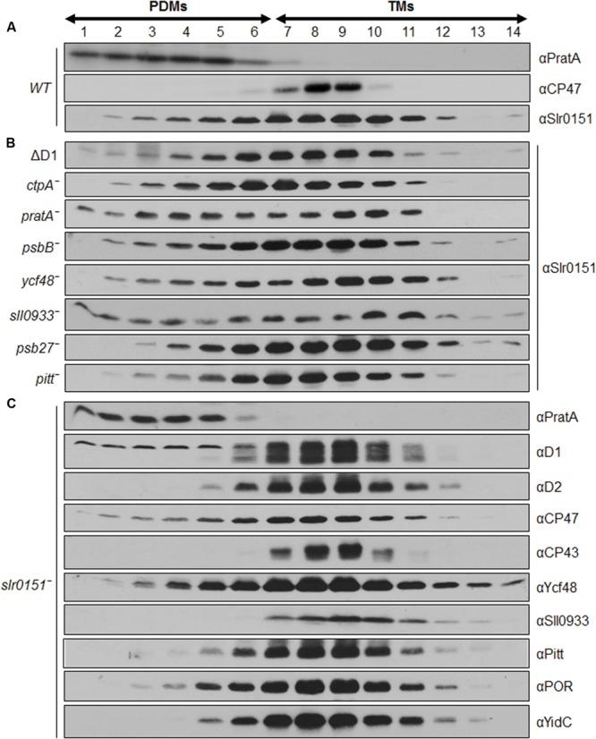 https://cdn.ncbi.nlm.nih.gov/pmc/blobs/d483/4853703/61f41f39a4ae/fpls-07-00605-g004.jpg