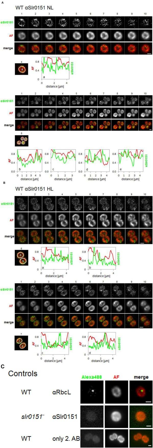 https://cdn.ncbi.nlm.nih.gov/pmc/blobs/d483/4853703/86933180a579/fpls-07-00605-g005.jpg