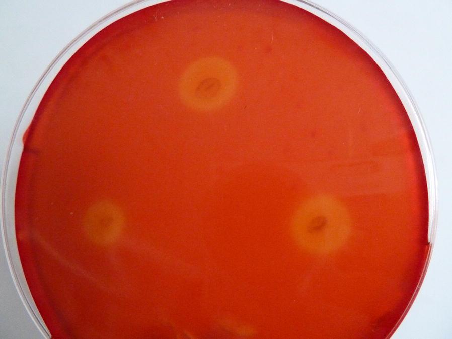 https://cdn.ncbi.nlm.nih.gov/pmc/blobs/d485/7064699/f4dc6b7f2726/13568_2020_979_Fig1_HTML.jpg