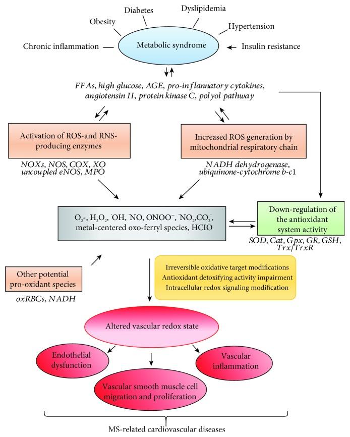 https://cdn.ncbi.nlm.nih.gov/pmc/blobs/d486/6525823/90cfd6abc3ba/OMCL2019-8267234.001.jpg