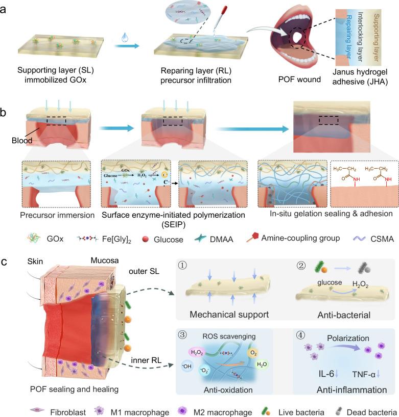 https://cdn.ncbi.nlm.nih.gov/pmc/blobs/d489/11686397/8779a132869d/41467_2024_55303_Fig1_HTML.jpg