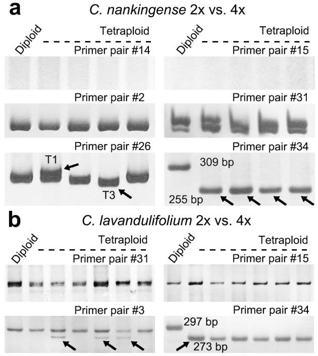 https://cdn.ncbi.nlm.nih.gov/pmc/blobs/d489/4206843/c3d8bff63e6d/srep06730-f4.jpg
