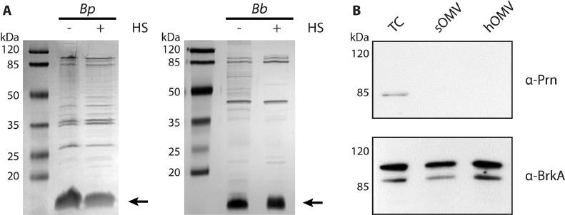 https://cdn.ncbi.nlm.nih.gov/pmc/blobs/d491/8610307/51c65cb4c927/gr2.jpg