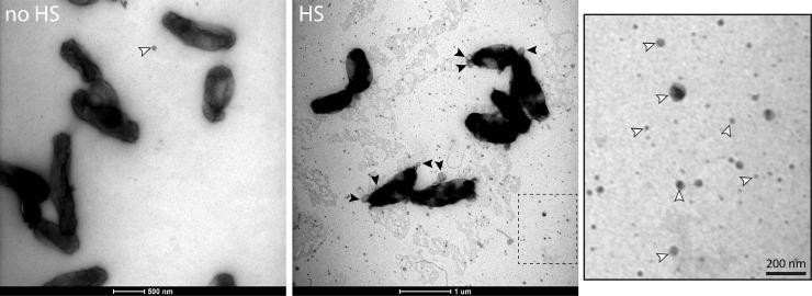 https://cdn.ncbi.nlm.nih.gov/pmc/blobs/d491/8610307/6eeb514eec55/gr3.jpg
