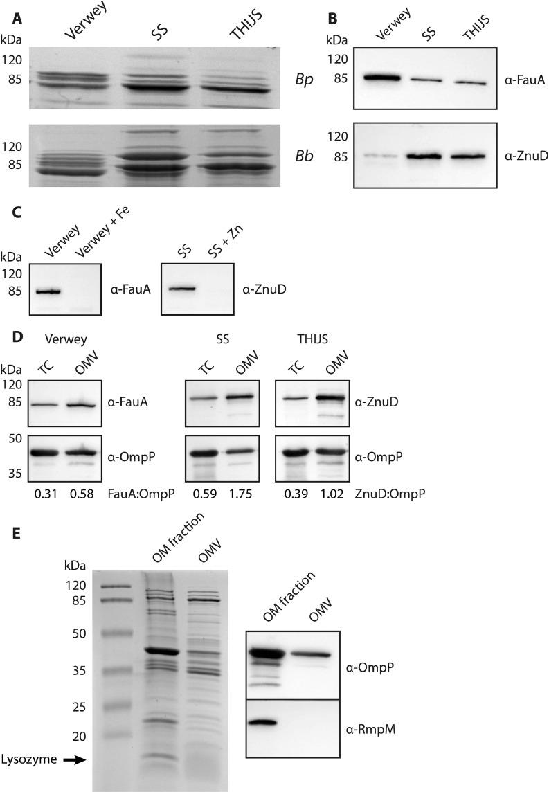 https://cdn.ncbi.nlm.nih.gov/pmc/blobs/d491/8610307/9437248300d0/gr6.jpg