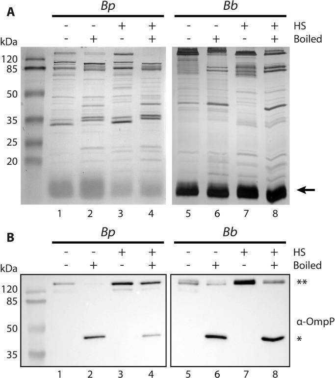 https://cdn.ncbi.nlm.nih.gov/pmc/blobs/d491/8610307/fbe19fbfd9de/gr4.jpg