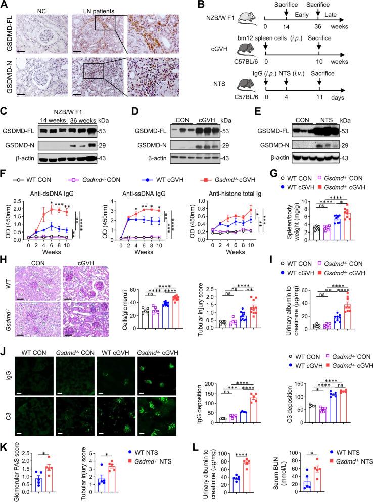 https://cdn.ncbi.nlm.nih.gov/pmc/blobs/d497/11149269/494fd725c63b/12964_2024_1681_Fig1_HTML.jpg
