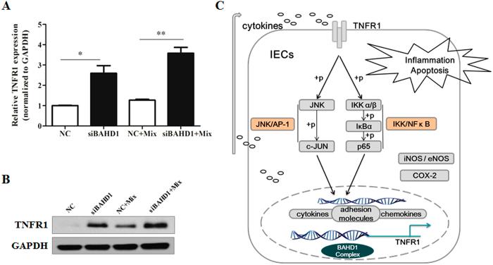 https://cdn.ncbi.nlm.nih.gov/pmc/blobs/d498/4505333/2a723867c495/srep12227-f7.jpg