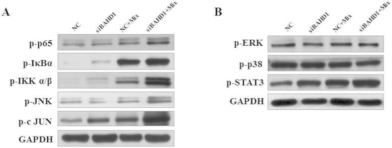 https://cdn.ncbi.nlm.nih.gov/pmc/blobs/d498/4505333/e375db91a508/srep12227-f5.jpg