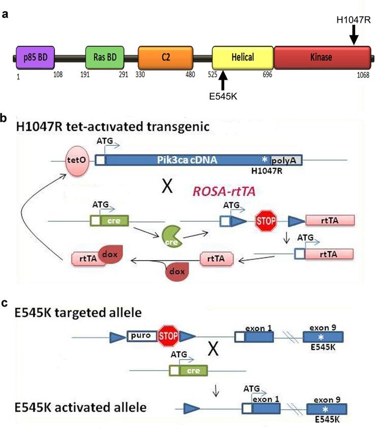 https://cdn.ncbi.nlm.nih.gov/pmc/blobs/d49d/4744197/6ad5ab453a4e/elife-12703-fig1-figsupp1.jpg