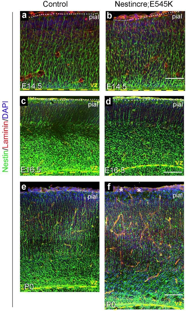 https://cdn.ncbi.nlm.nih.gov/pmc/blobs/d49d/4744197/817f42aaf003/elife-12703-fig5-figsupp1.jpg
