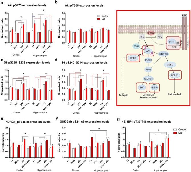https://cdn.ncbi.nlm.nih.gov/pmc/blobs/d49d/4744197/8f51a4313b54/elife-12703-fig8.jpg