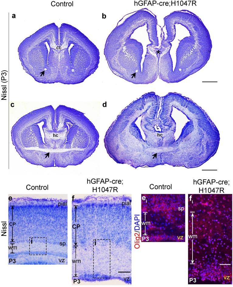 https://cdn.ncbi.nlm.nih.gov/pmc/blobs/d49d/4744197/9d4675e33ea1/elife-12703-fig4-figsupp2.jpg