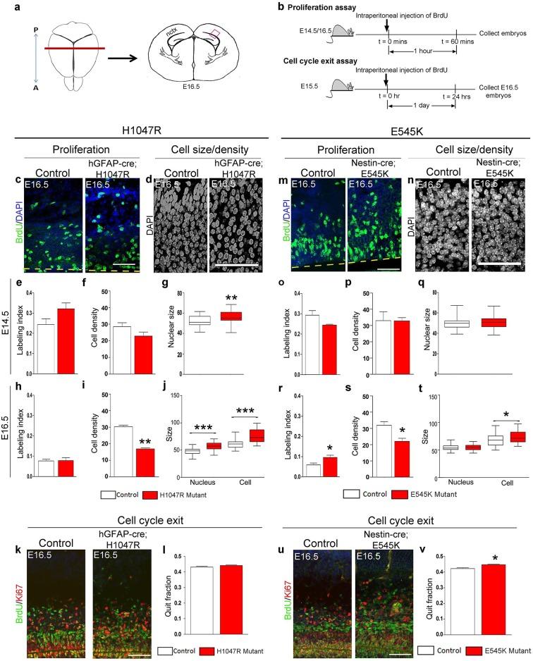 https://cdn.ncbi.nlm.nih.gov/pmc/blobs/d49d/4744197/eab67cfa4c3e/elife-12703-fig3.jpg