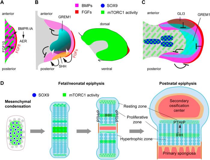 https://cdn.ncbi.nlm.nih.gov/pmc/blobs/d49e/10154674/398b17c85c2d/fcell-11-1153473-g004.jpg