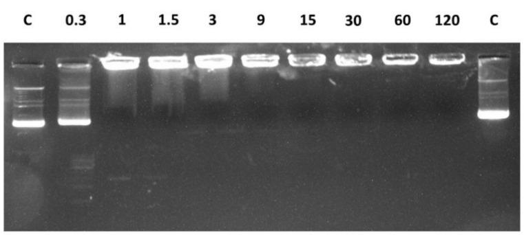 https://cdn.ncbi.nlm.nih.gov/pmc/blobs/d4ac/8001998/8d689b6f797a/ijms-22-02857-g008.jpg