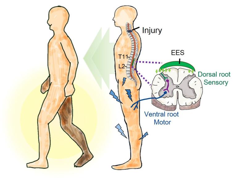 https://cdn.ncbi.nlm.nih.gov/pmc/blobs/d4af/11762847/e89af3757733/biomedicines-13-00155-g001.jpg