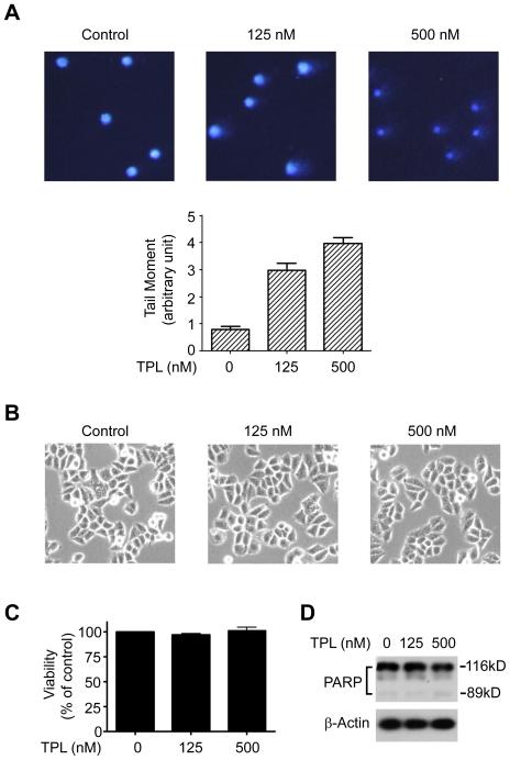 https://cdn.ncbi.nlm.nih.gov/pmc/blobs/d4af/3172214/dd6722df9004/pone.0023993.g005.jpg