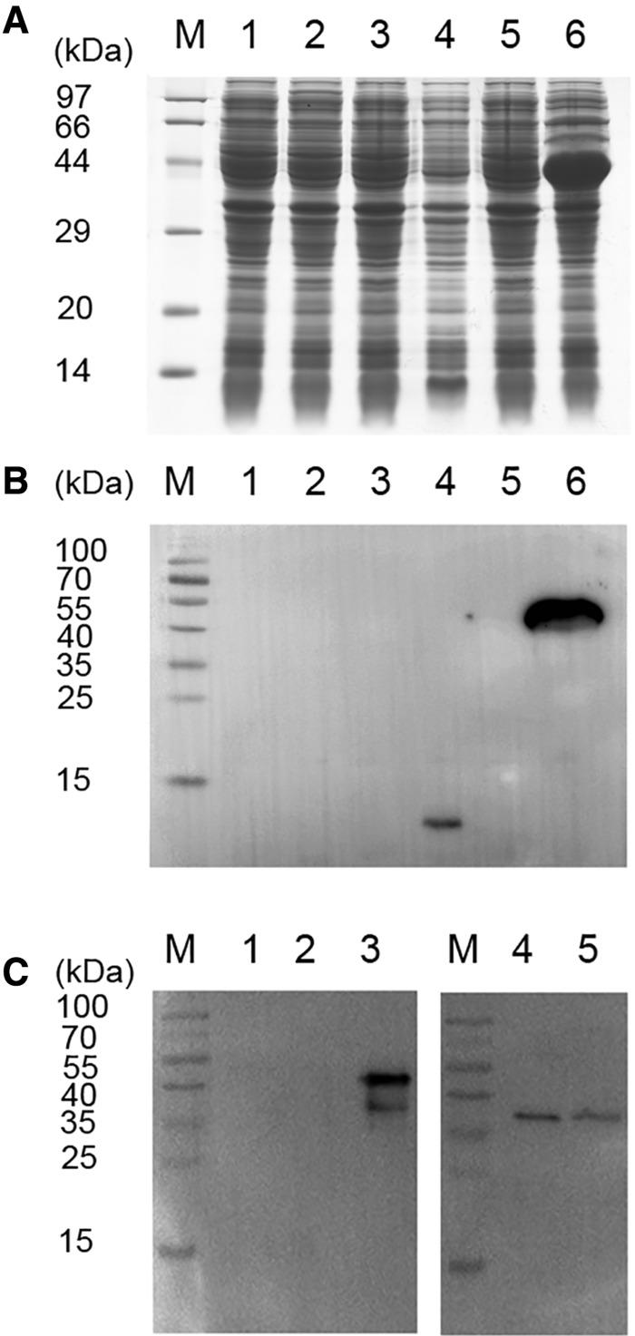 https://cdn.ncbi.nlm.nih.gov/pmc/blobs/d4b0/5538328/151054f03805/iex055f3.jpg