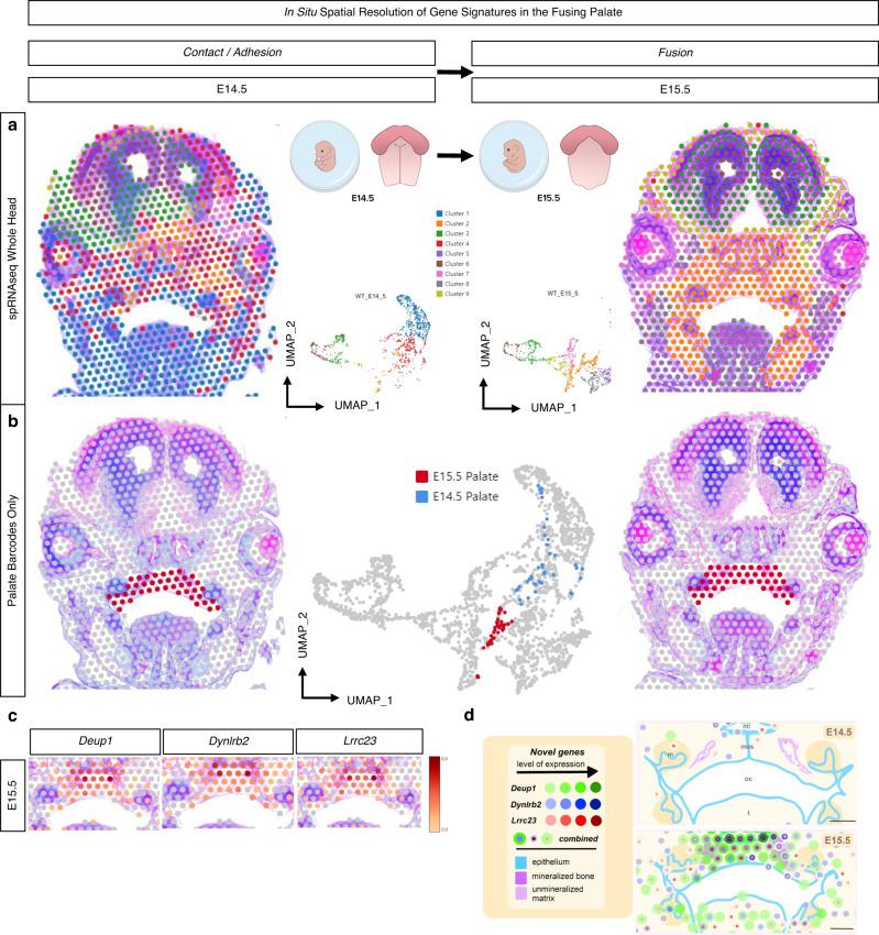 https://cdn.ncbi.nlm.nih.gov/pmc/blobs/d4b2/10502152/d6ff8b58a3f1/41467_2023_41349_Fig5_HTML.jpg