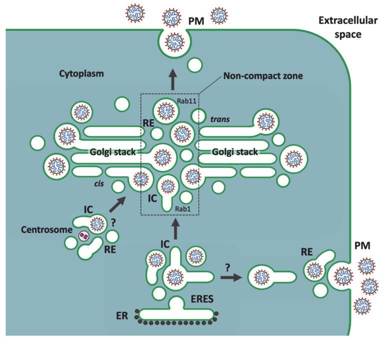 https://cdn.ncbi.nlm.nih.gov/pmc/blobs/d4b2/7996754/6861d9f4ec5b/cells-10-00503-g003.jpg