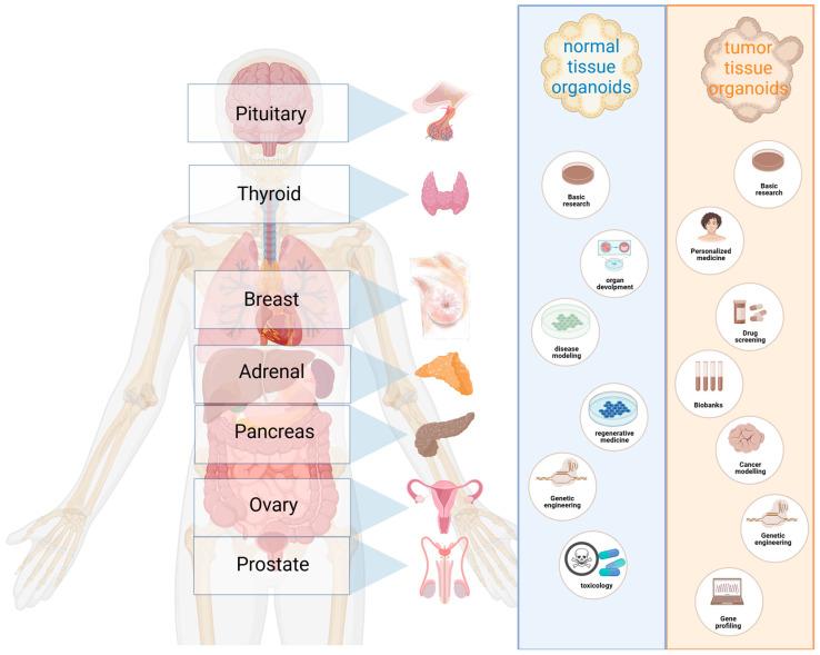 https://cdn.ncbi.nlm.nih.gov/pmc/blobs/d4b5/10526768/68daa00cf4f8/cancers-15-04601-g001.jpg