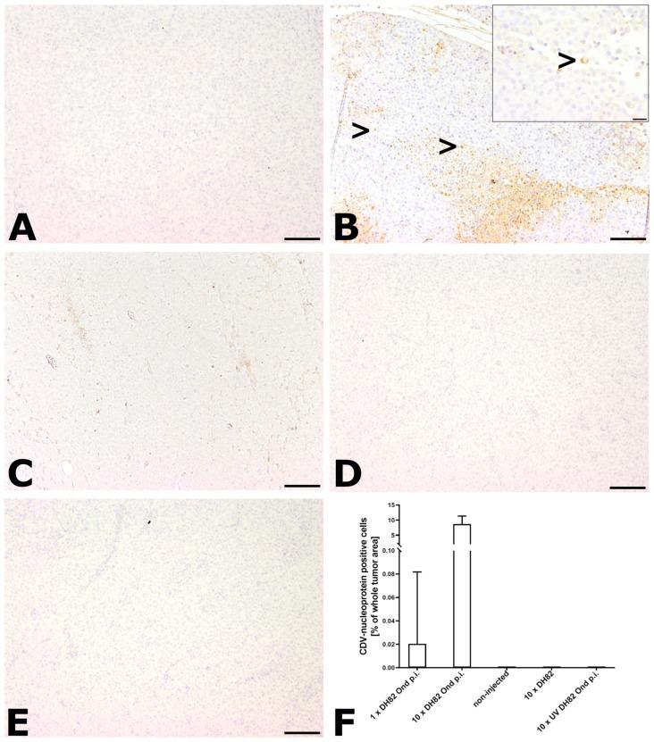 https://cdn.ncbi.nlm.nih.gov/pmc/blobs/d4b5/11311720/461693e194fb/ijms-25-08297-g007.jpg