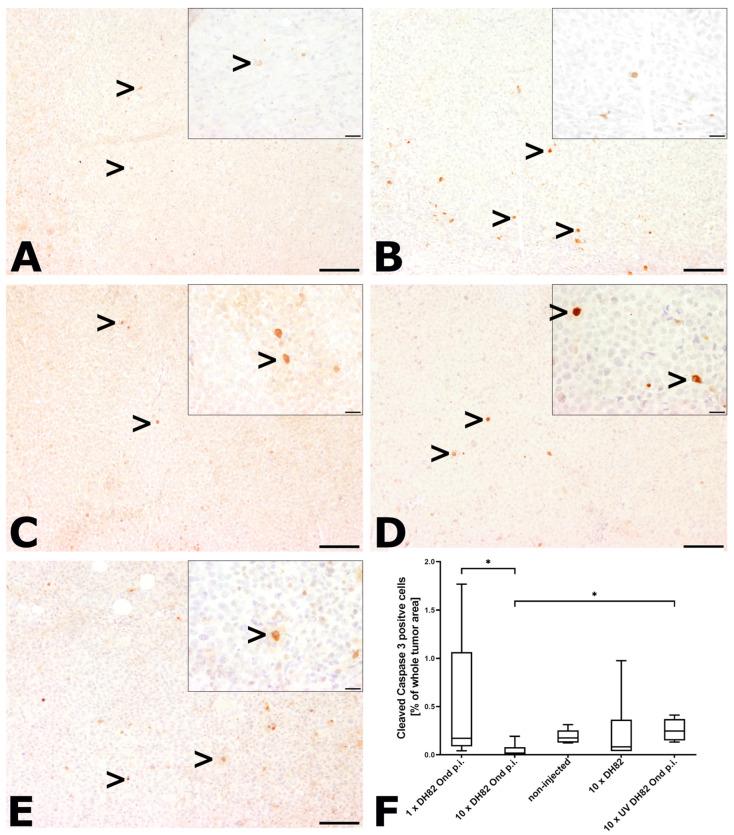 https://cdn.ncbi.nlm.nih.gov/pmc/blobs/d4b5/11311720/55ef1108e41e/ijms-25-08297-g003.jpg