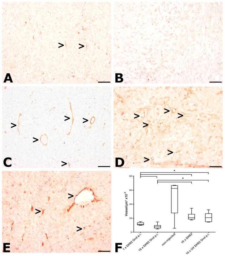 https://cdn.ncbi.nlm.nih.gov/pmc/blobs/d4b5/11311720/f307aea86a82/ijms-25-08297-g005.jpg