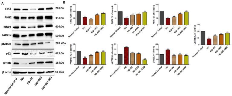 https://cdn.ncbi.nlm.nih.gov/pmc/blobs/d4b6/11274582/ffd02384b639/biomedicines-12-01442-g006.jpg
