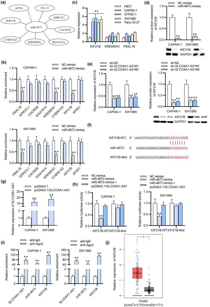 https://cdn.ncbi.nlm.nih.gov/pmc/blobs/d4b6/8847713/80412e6a1c90/j_med-2022-0418-fig004.jpg