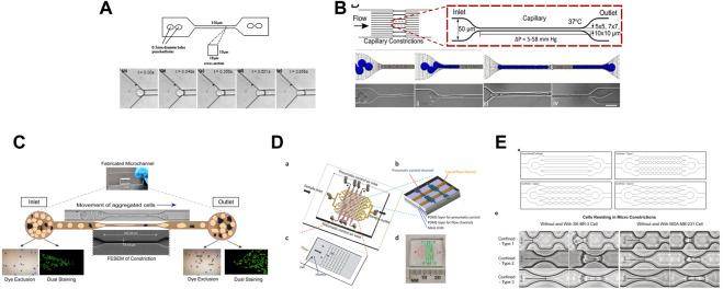 https://cdn.ncbi.nlm.nih.gov/pmc/blobs/d4b9/10196185/bc40580a2bb6/fcell-11-1188499-g005.jpg