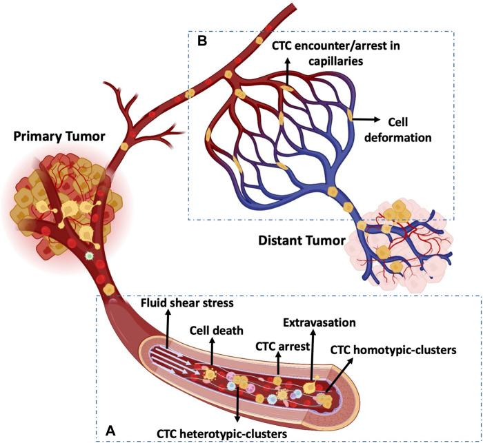https://cdn.ncbi.nlm.nih.gov/pmc/blobs/d4b9/10196185/d6898142a9fa/fcell-11-1188499-g002.jpg