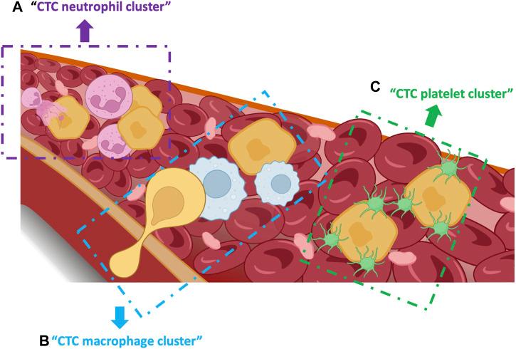 https://cdn.ncbi.nlm.nih.gov/pmc/blobs/d4b9/10196185/f6f7ce86d090/fcell-11-1188499-g004.jpg