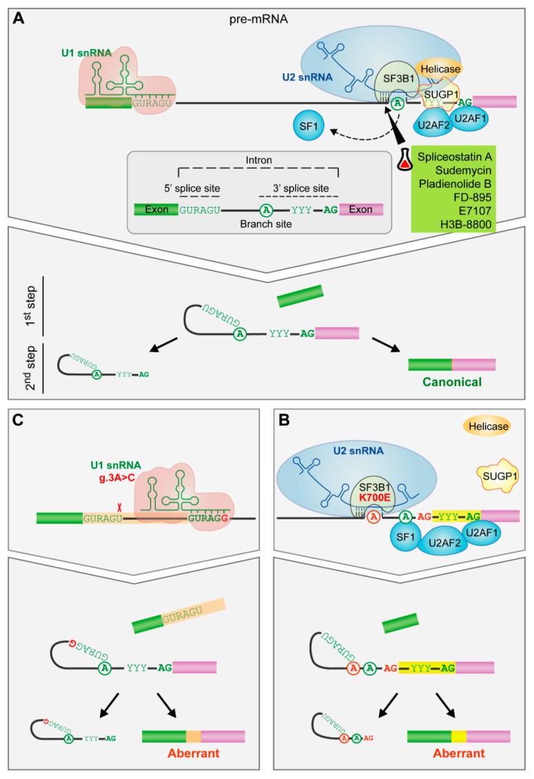 https://cdn.ncbi.nlm.nih.gov/pmc/blobs/d4b9/8269088/671f818546a9/cancers-13-03150-g003.jpg