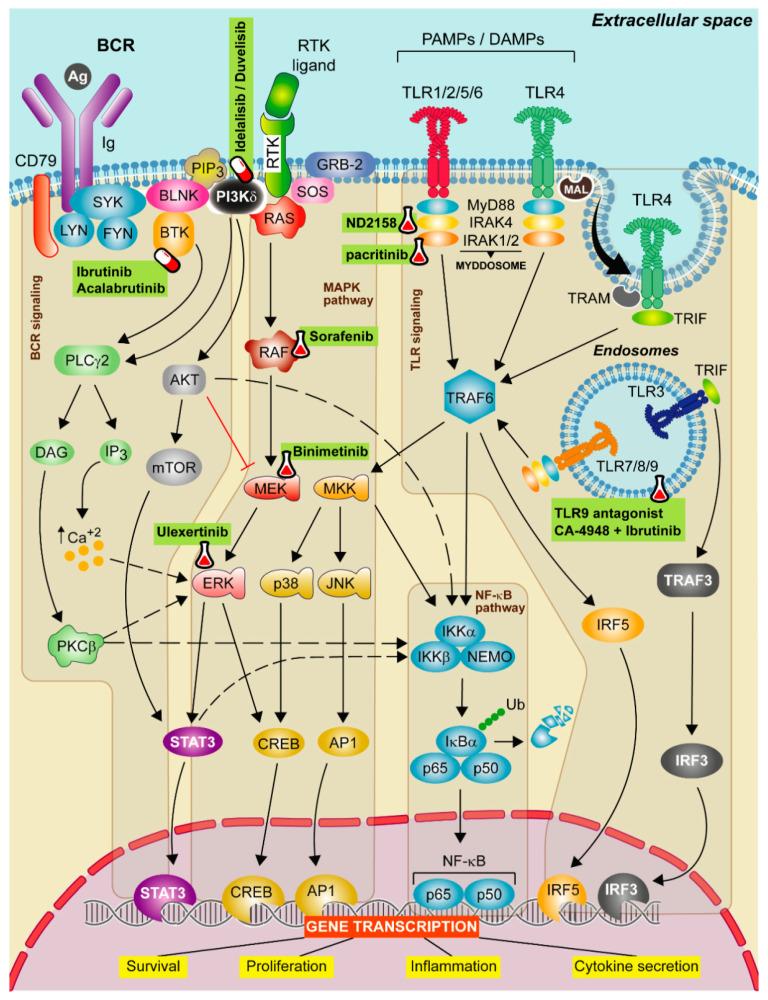 https://cdn.ncbi.nlm.nih.gov/pmc/blobs/d4b9/8269088/6b6facfe4a1e/cancers-13-03150-g001.jpg
